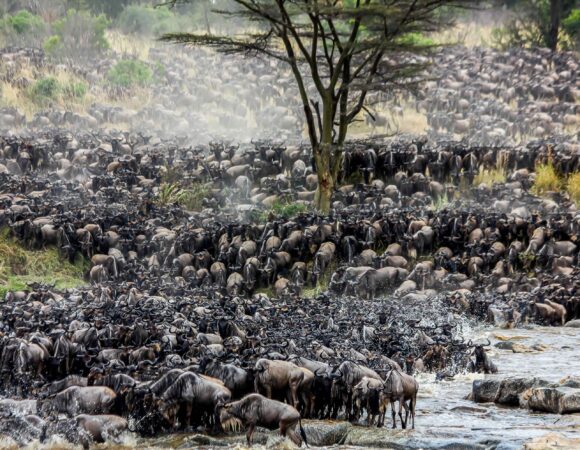 Migration Season Safari Experience