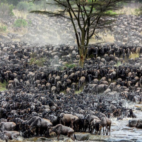 Migration Season Safari Experience